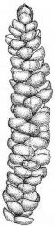 Lembophyllum clandestinum. Branch detail. Drawn from W.R. Buck 7049, CHR 412514 and K.W. Allison 2942, CHR 523703.
 Image: R.C. Wagstaff © 2008 British Bryological Society. Reprinted by permission of Informa UK Limited, trading Taylor & Francis Group, https://www.tandfonline.com on behalf of British Bryological Society. Reprinted by permission of Informa UK Limited, trading Taylor & Francis Group, https://www.tandfonline.com on behalf of British Bryological Society.